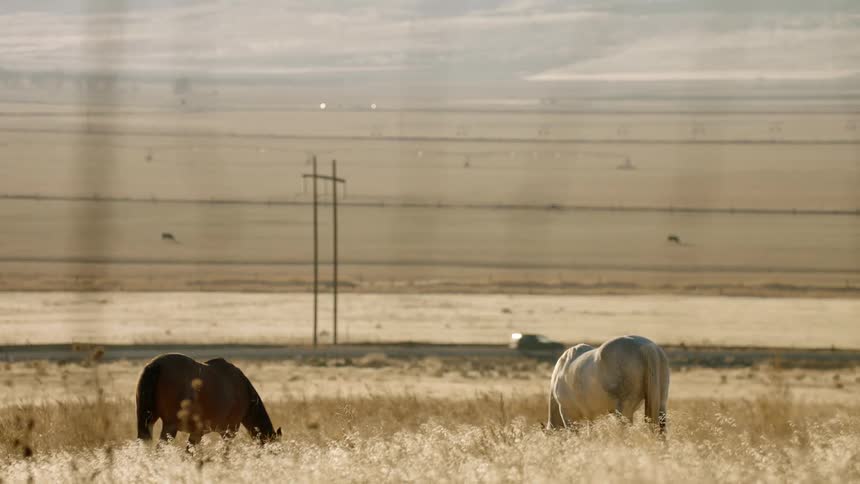 Horses on a grassy field with a road a vehicle driving by and a utility pole in the background
