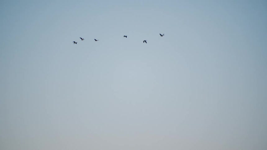 Birds fly in v formation across clear blue sky