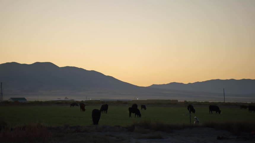 Cows grazing in a field