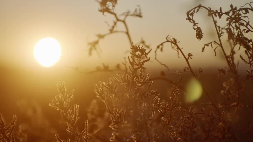 Plants with leaves and branches with the sunset and the sky in the background