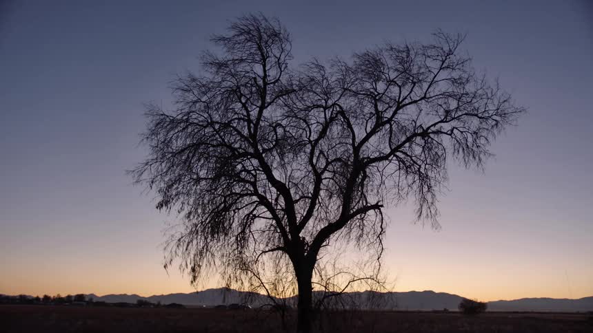 Bare tree is silhouetted against the cloudless sky at dusk