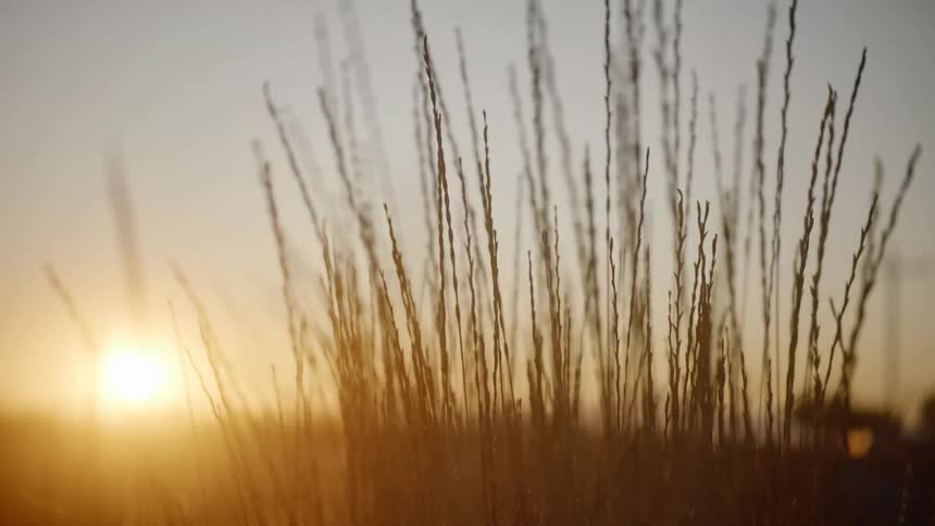 Plant stalks wave in wind as they are silhouetted by sun sitting on horizon