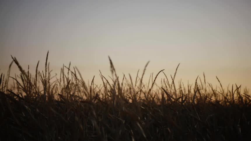 View of a field planted with wheat at sunset