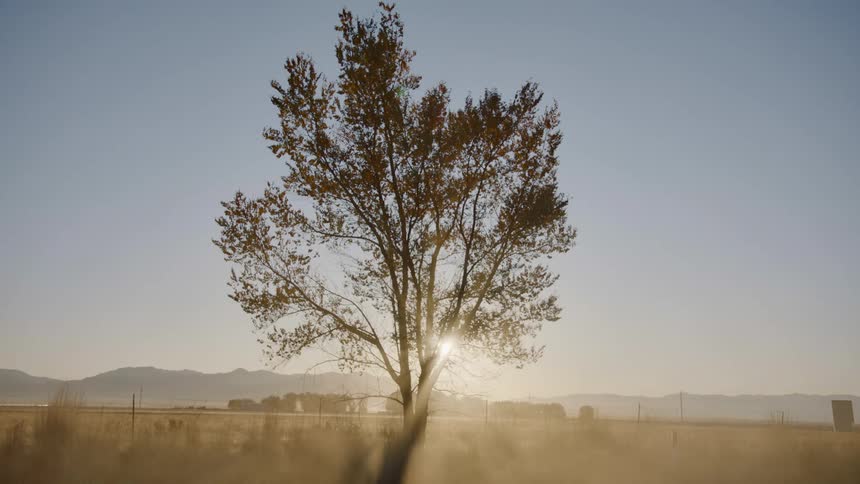The sun shines through a tree and a car drives on a dirt road