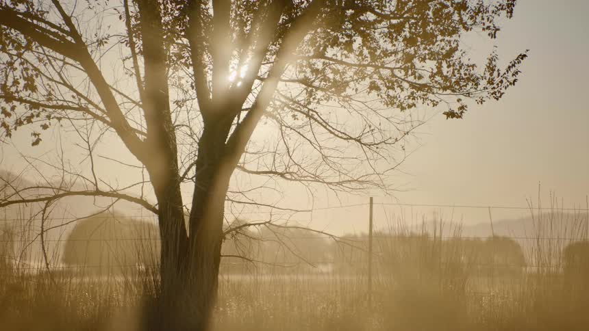 A tree surrounded by grass next to a fence with trees and the sky and the sun in the background