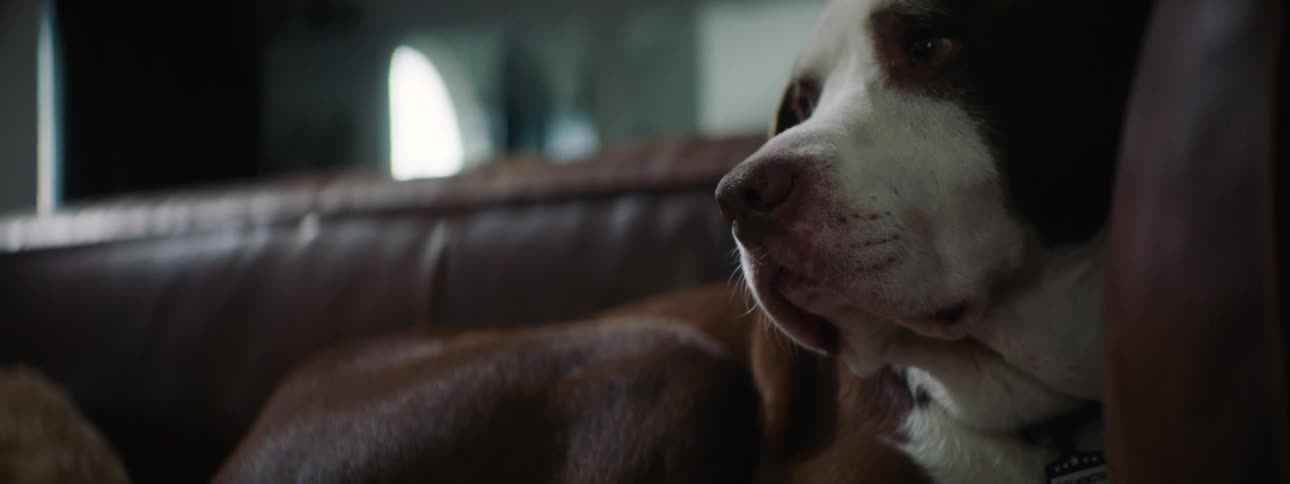 A dog relaxing on a couch in a house