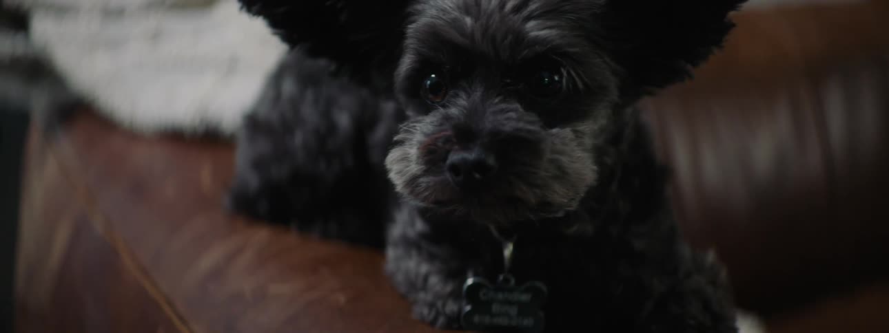 Small Dog Stock Video Footage | Download 4K and HD Video Clips | Filmsupply