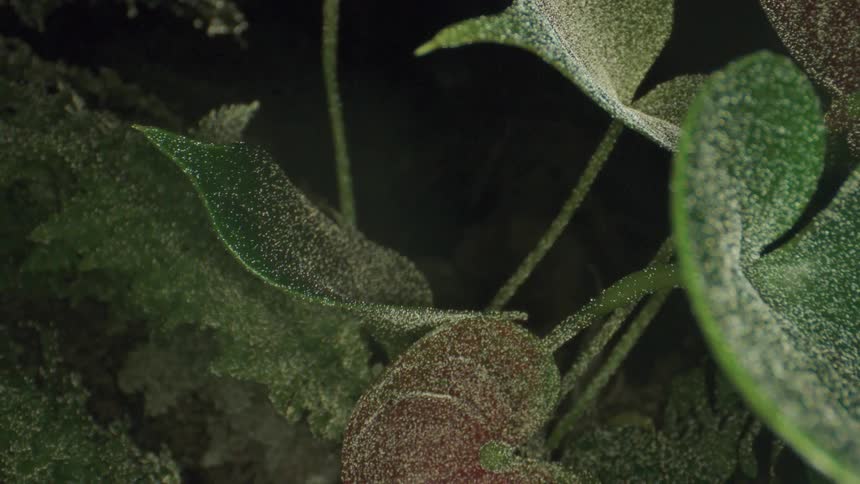Green plants with stem and leaves with white dust on them