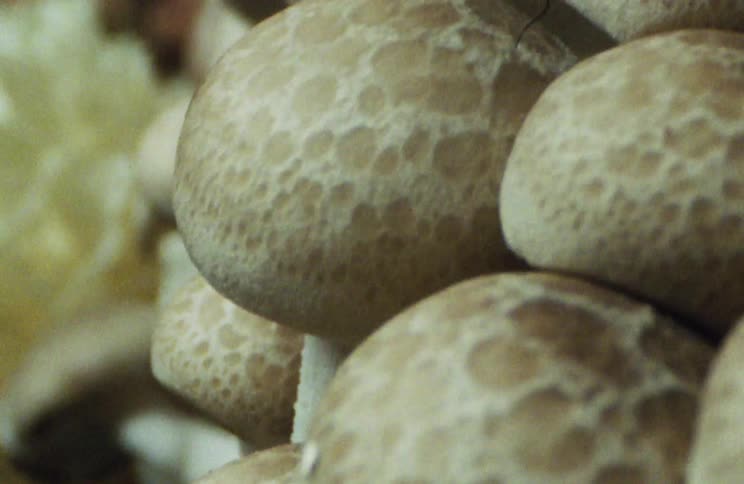 Mushrooms with light shining off of them