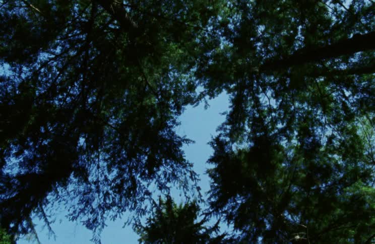 Tall green conifers contrast with clear blue sky