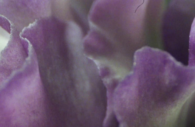 A purple flower with green plants in the background