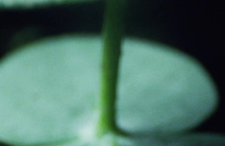 A plant with stem and leaves