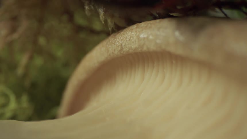 The light shines on the mushroom