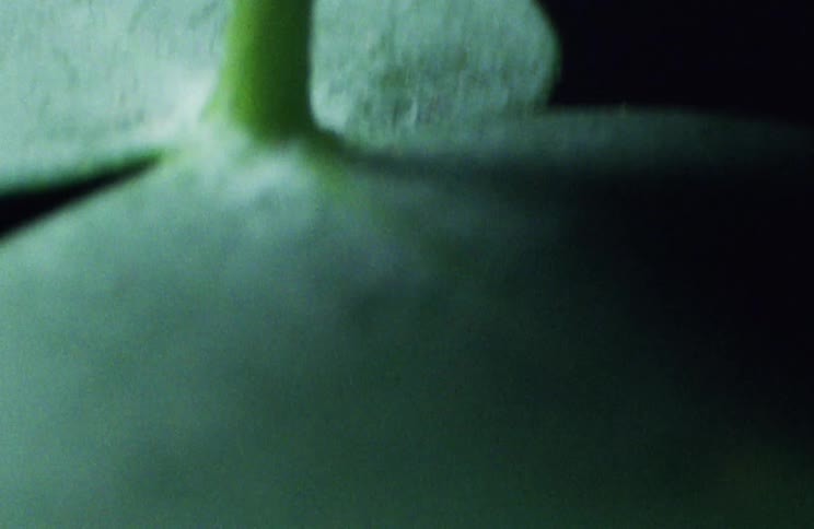 Veins cover leaves sitting on long stem from bud toward base