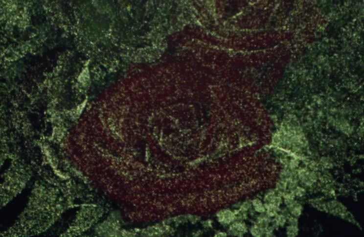 A design of a plant has a rose in the middle