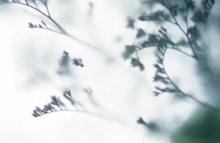 Green of leaves contrasts with white background