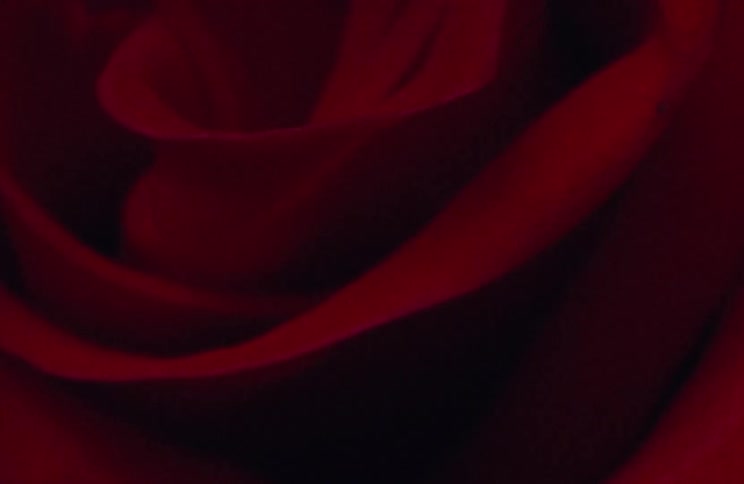 The petals and folds of a single red rose fading in the shadows