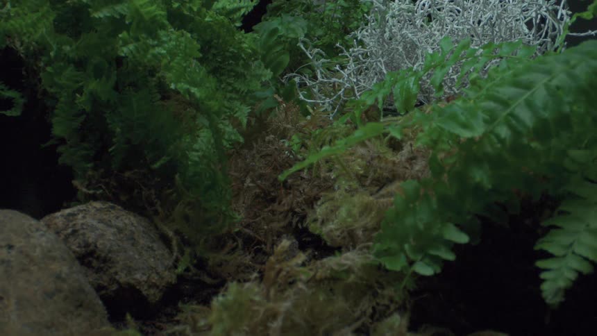 Fern fronds brighten as day dawns then darken as night falls