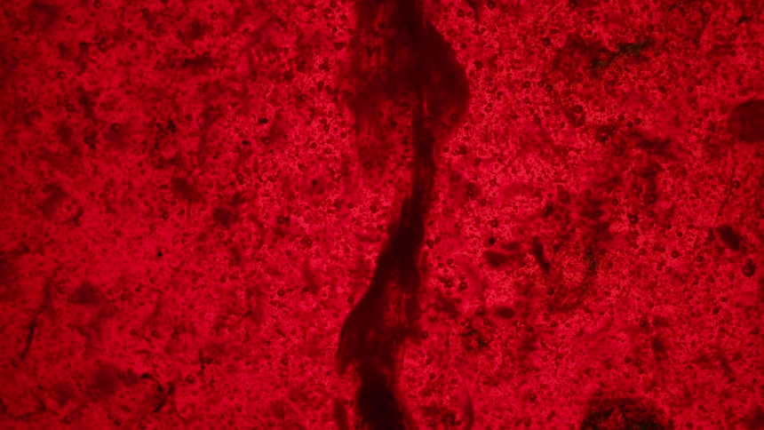 Abstract view of liquid dye moving through paint
