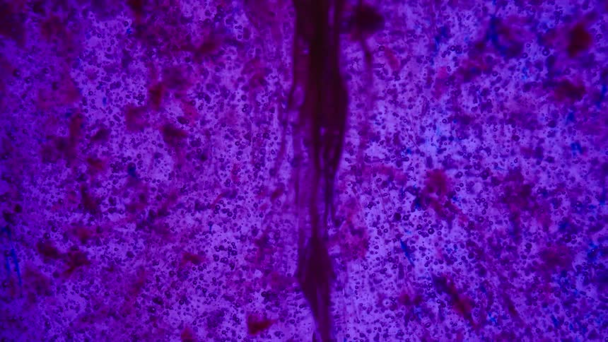 Big blob of black ink flows through a thick blue and purple liquid