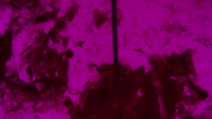 Movement of pink and red fluid