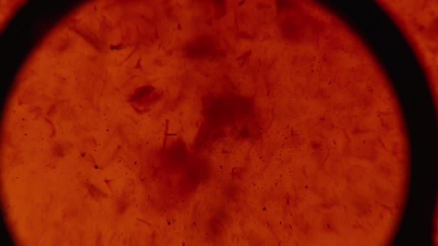 Blobs of red ink falling down a liquid under a magnifying glass