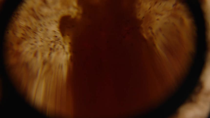 Brown ink flowing in a liquid under a magnifying glass