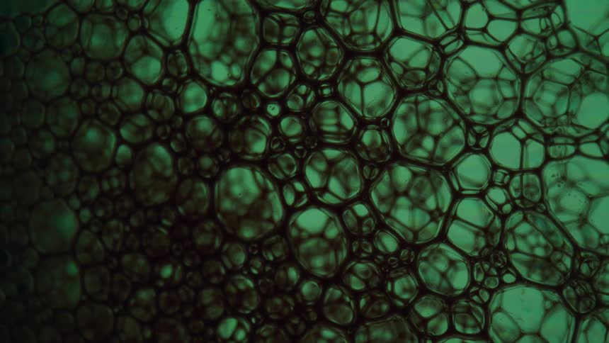 Close up of cells dividing