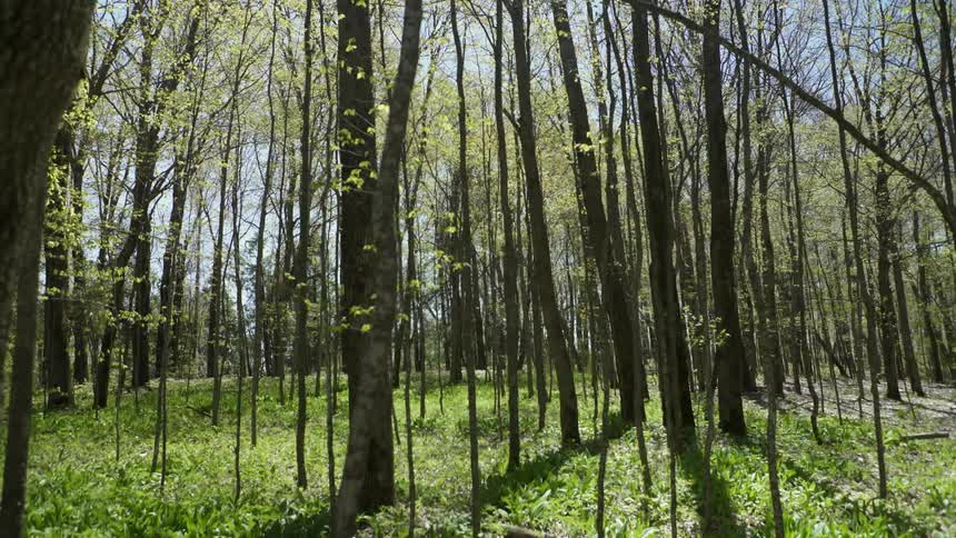 Trees in a forest on a clear sunny day