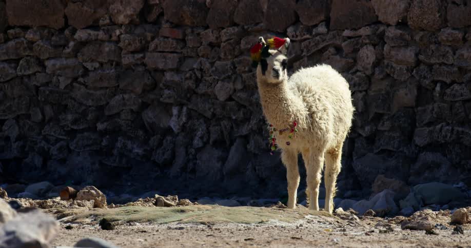 An alpaca adorned with decorations eats grass near a stone wall
