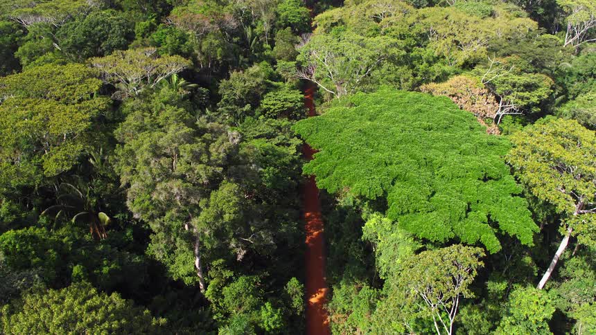 A path with trees on both sides
