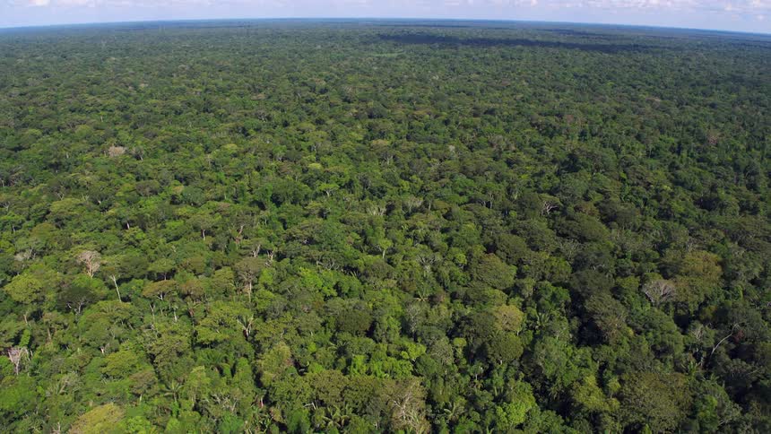 The forest is very dense below