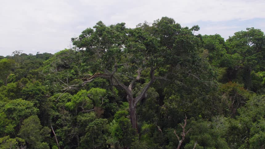 Green foliage of a tall tree in a tropical forest