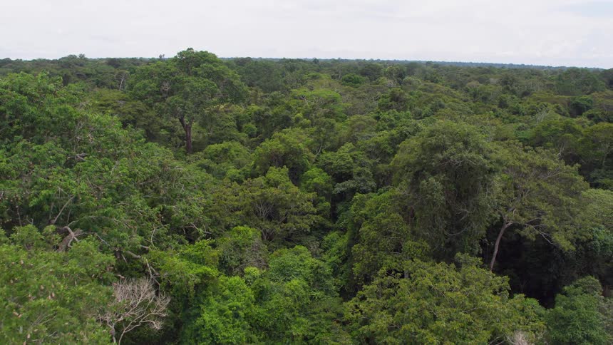 An aerial view of a forest area is displayed