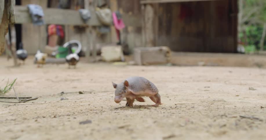 An armadillo crawls past the homes