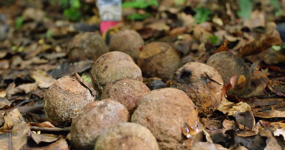 People kick brazil nuts into a pile for harvesting