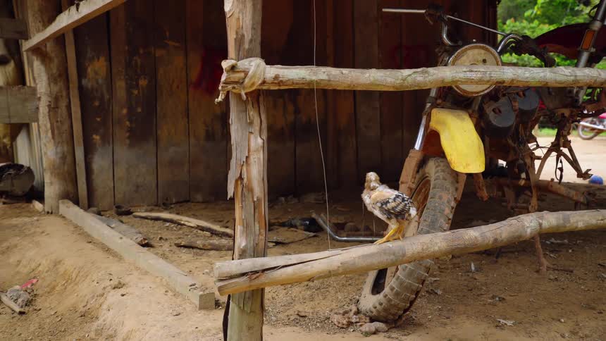 Chicken jumping down a wooden fence near a motorcycle parked under a shack