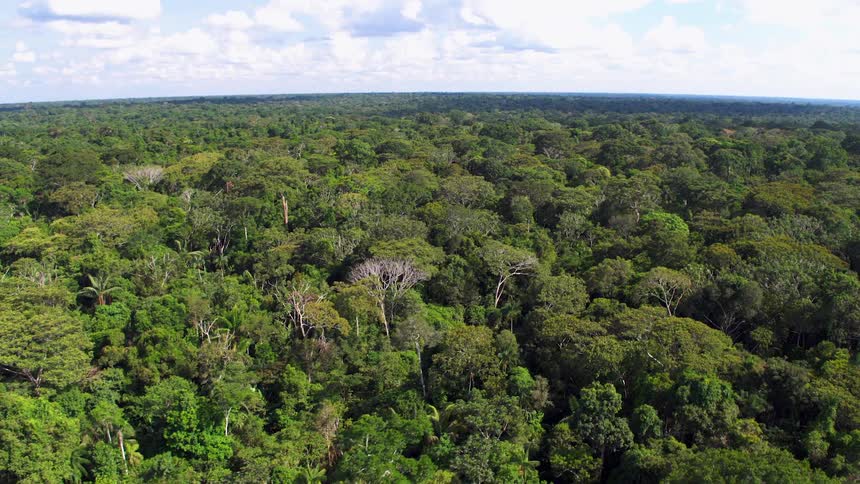 An aerial view of trees in a forest on a summer day