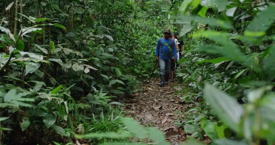 A group of people hike in a green jungle