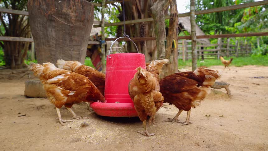 Chickens stand around a red feeder eating while other chickens walk around the yard