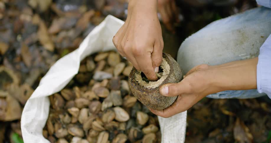 People harvesting brazil nuts