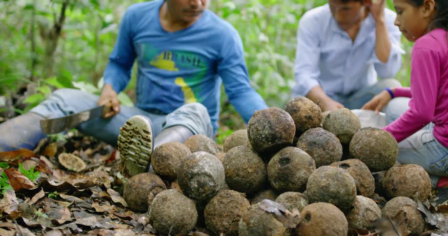 A man cuts open a coconut with a machete while sitting on the ground in a jungle