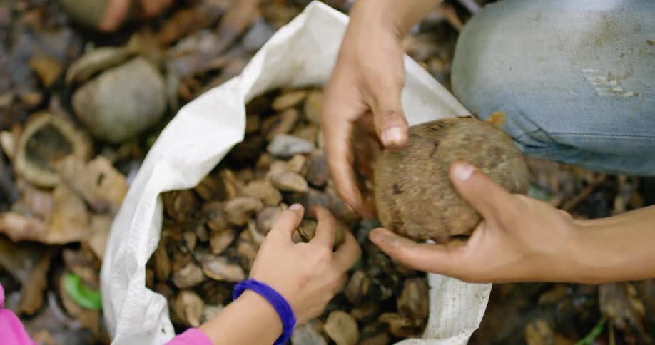 Women gathering seeds inside a white bag