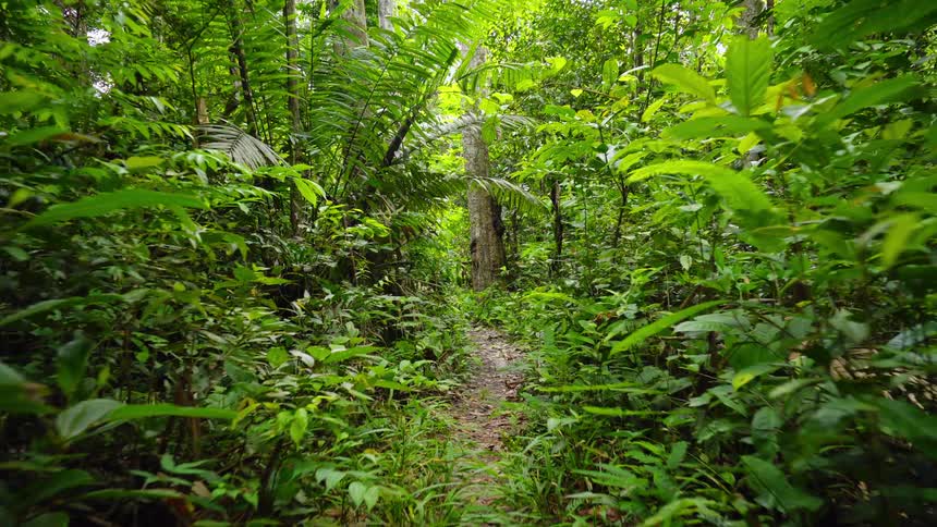 The forest is overgrown on a sunny day