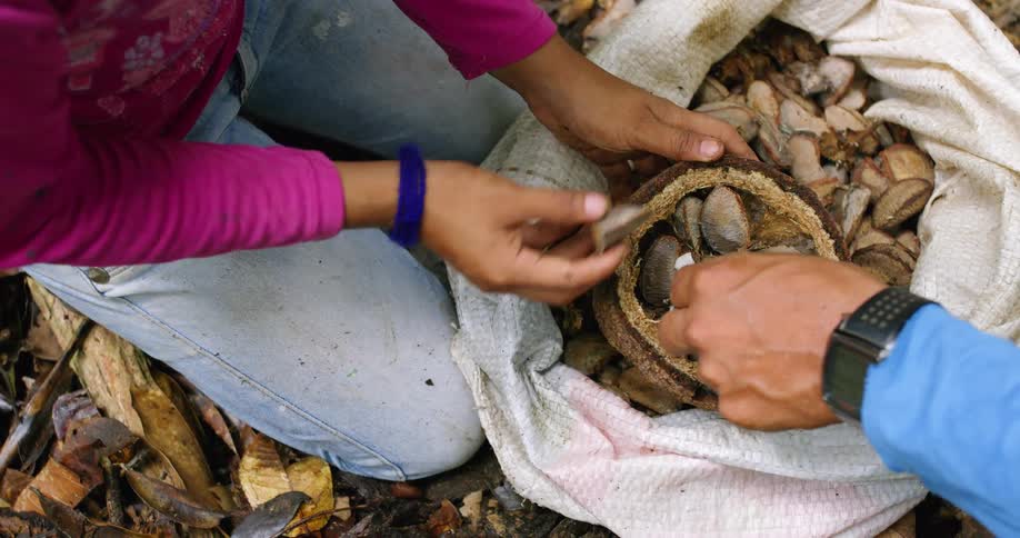 Two people pick nuts out and place them in a sack