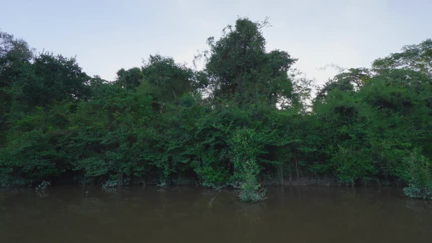 The swamp runs through the forest ahead