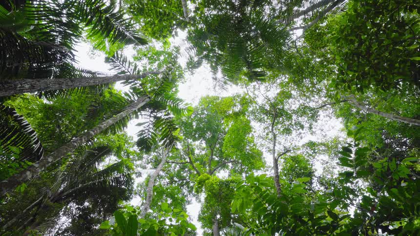 Green folliage of tall trees in the forest