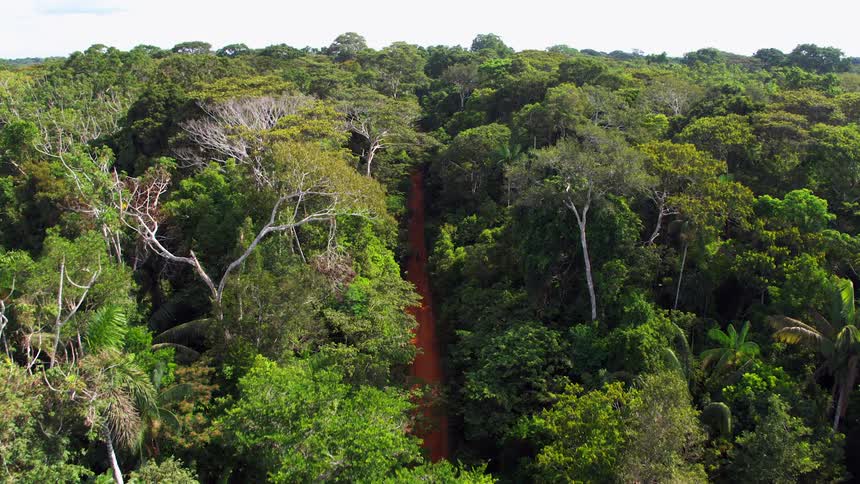 An aerial view of a path in a forest