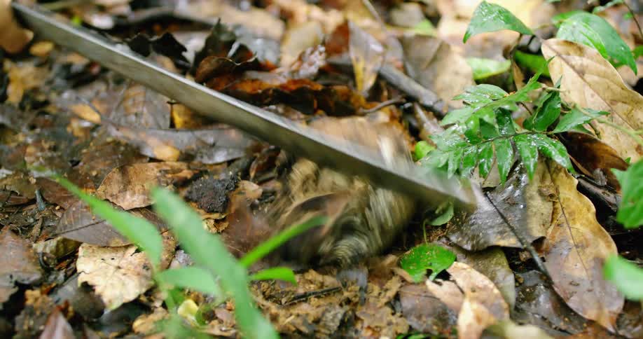 A person with a machete cutting a coconut on the ground with leaves and plants