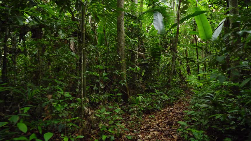 A dog runs through green vegetation in a jungle